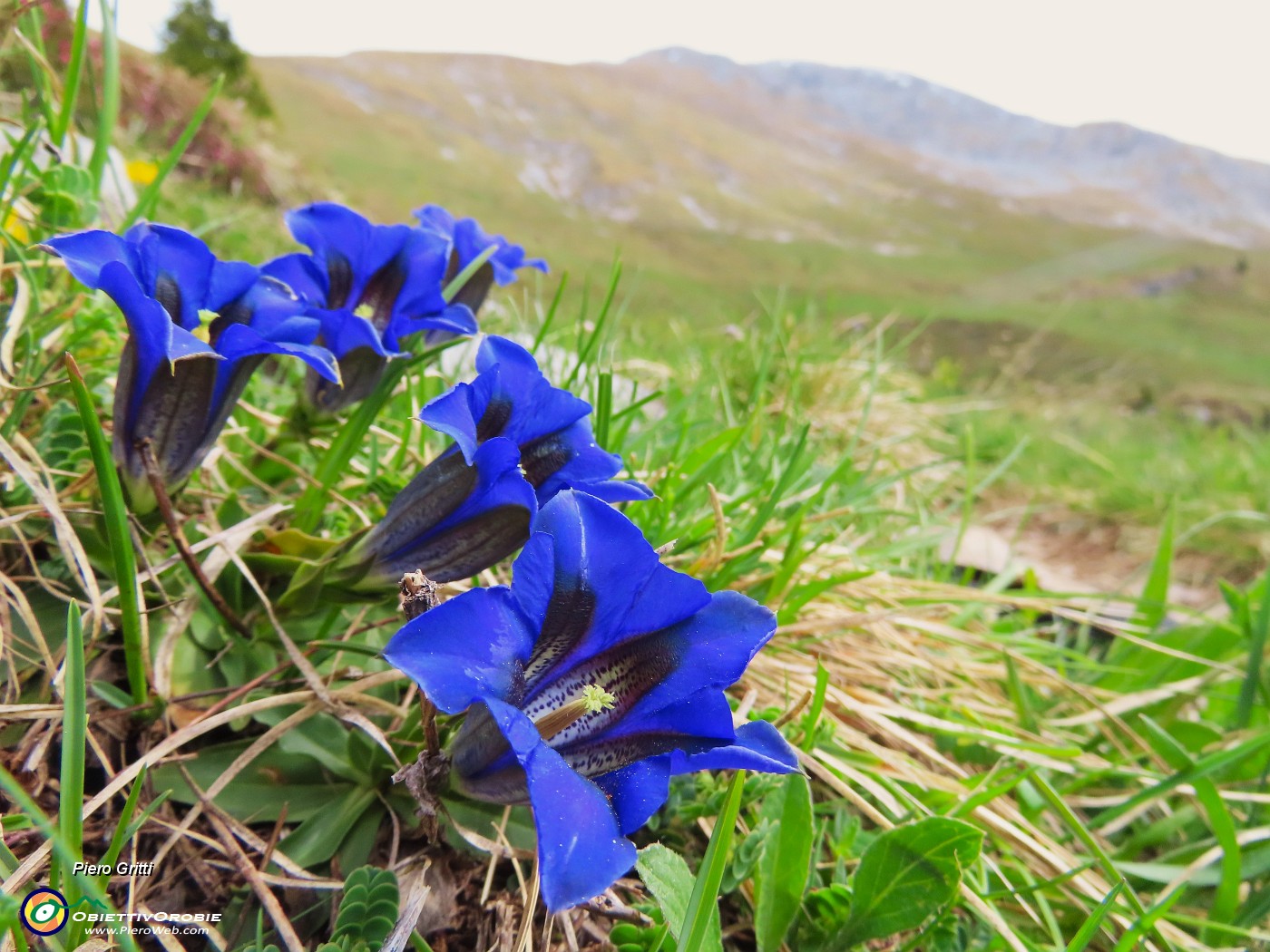 04 Gentiana clusii-Genziana di Clusius con vista in Arera.JPG